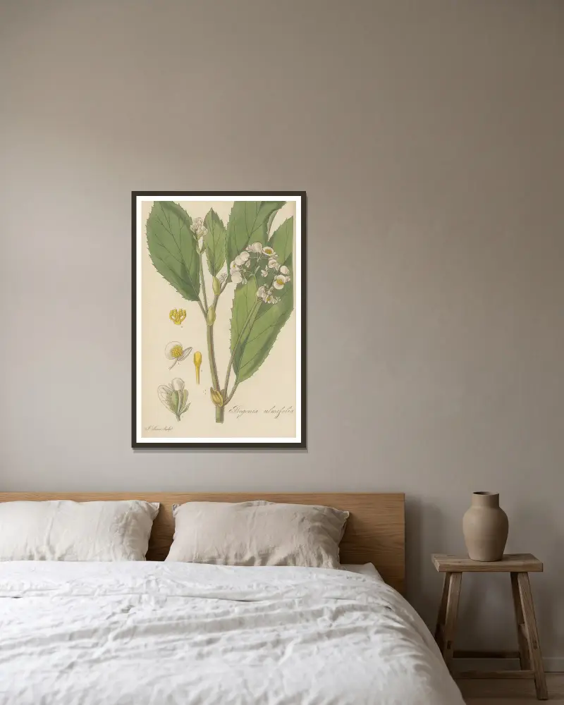 Begonia ulmifolia von William Jackson Hooker gerahmt an einer Wand
