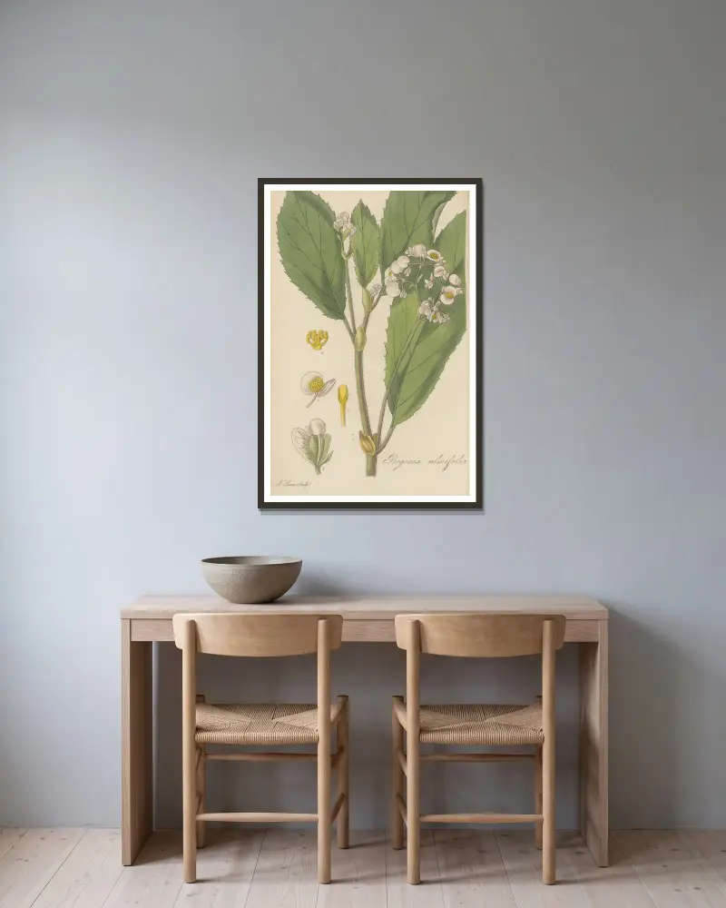 Begonia ulmifolia von William Jackson Hooker gerahmt an einer Wand