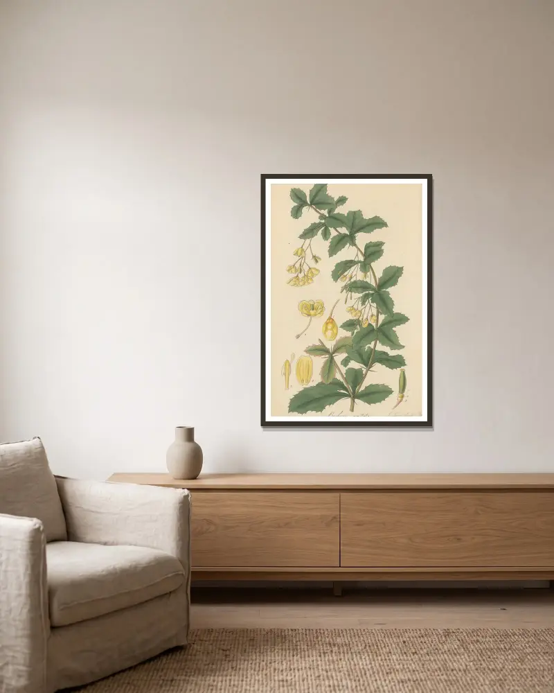 Berberis aristata von William Jackson Hooker gerahmt an einer Wand