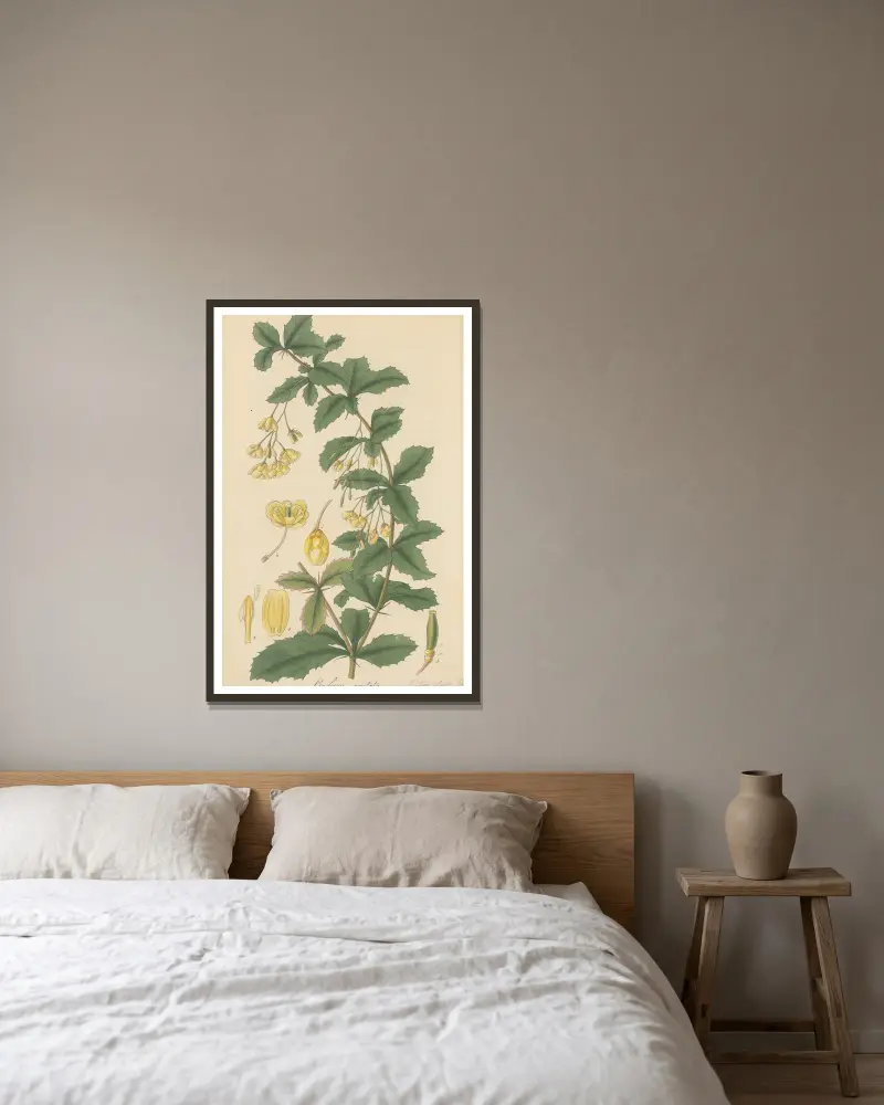 Berberis aristata von William Jackson Hooker gerahmt an einer Wand