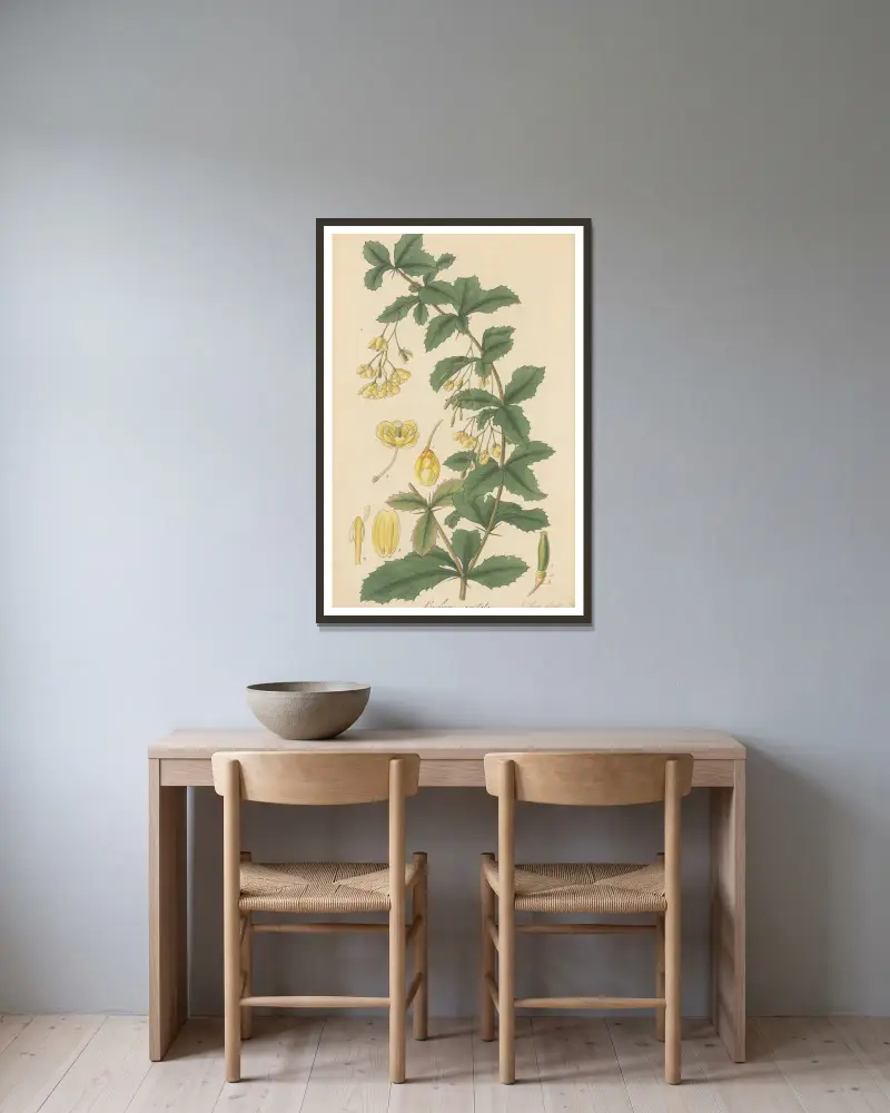 Berberis aristata von William Jackson Hooker gerahmt an einer Wand