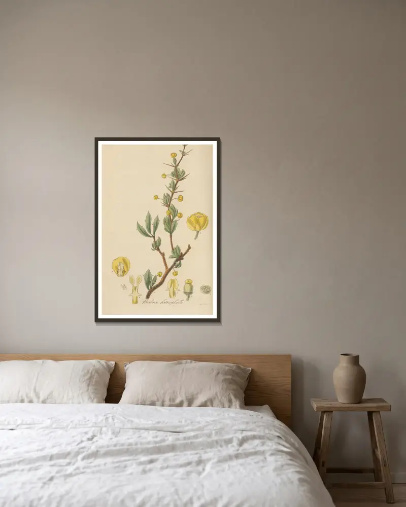 Berberis heterophylla von William Jackson Hooker gerahmt an einer Wand