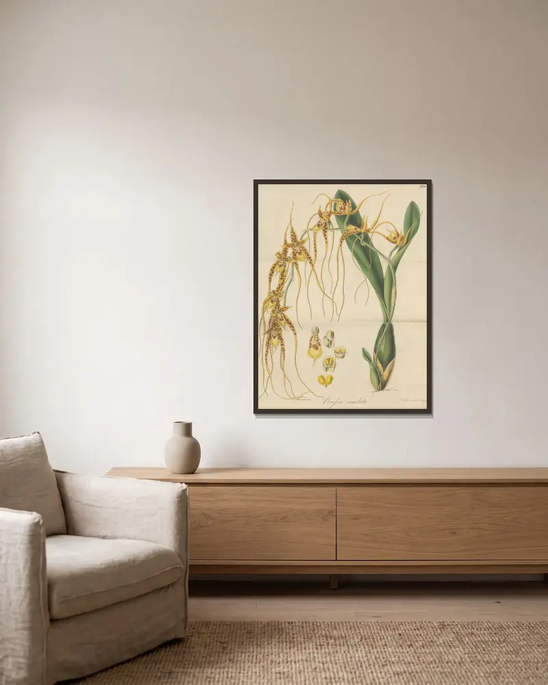Brassia caudata von William Jackson Hooker gerahmt an einer Wand
