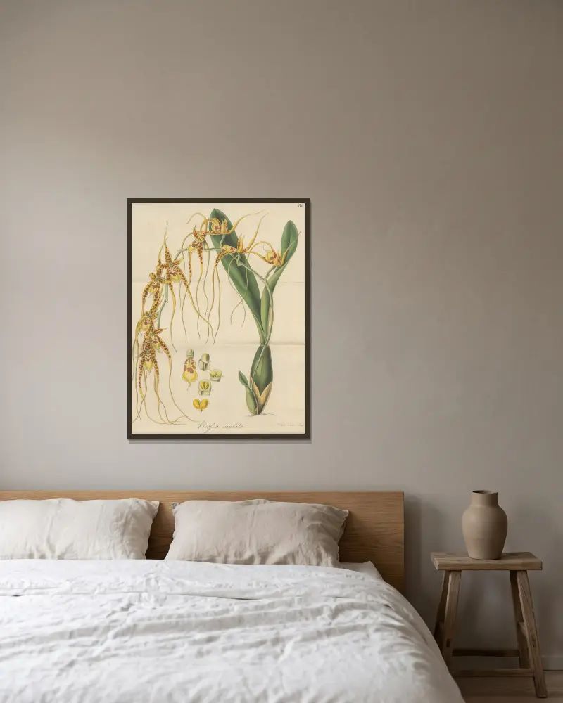Brassia caudata von William Jackson Hooker gerahmt an einer Wand