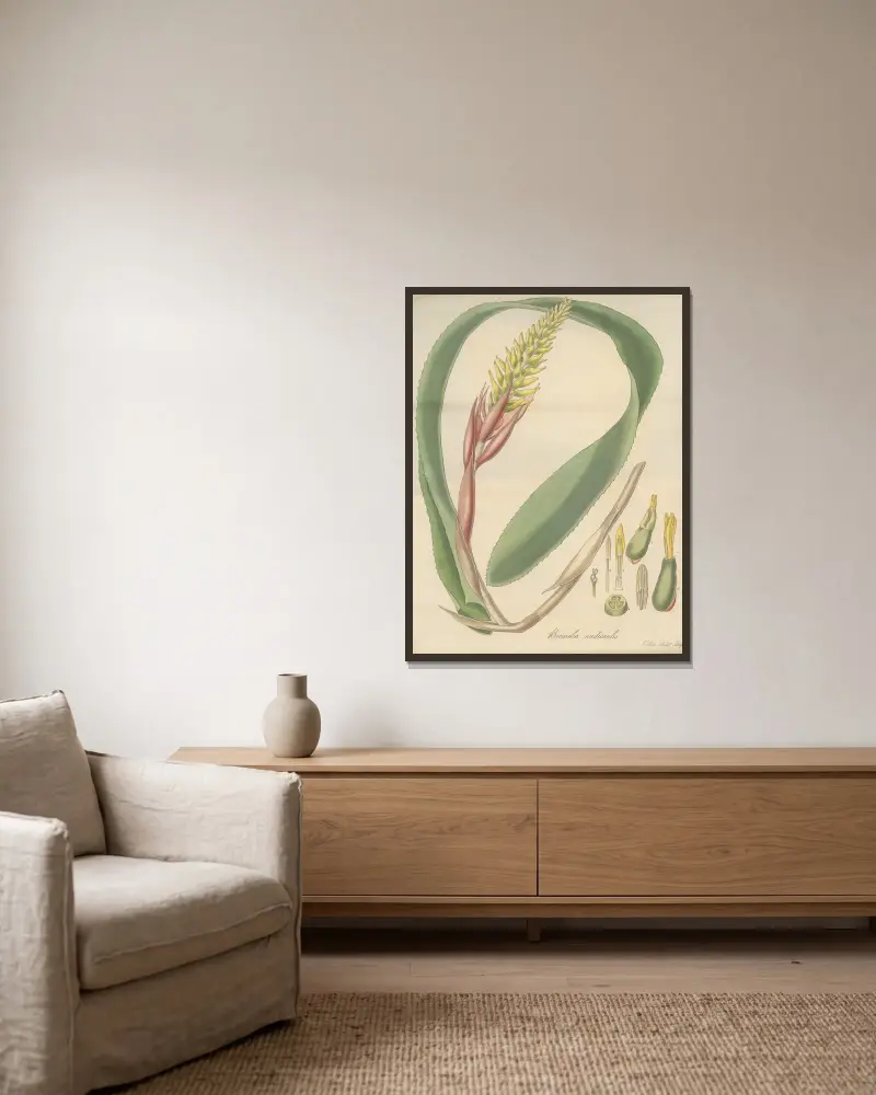 Bromelia nudicaulis von William Jackson Hooker gerahmt an einer Wand