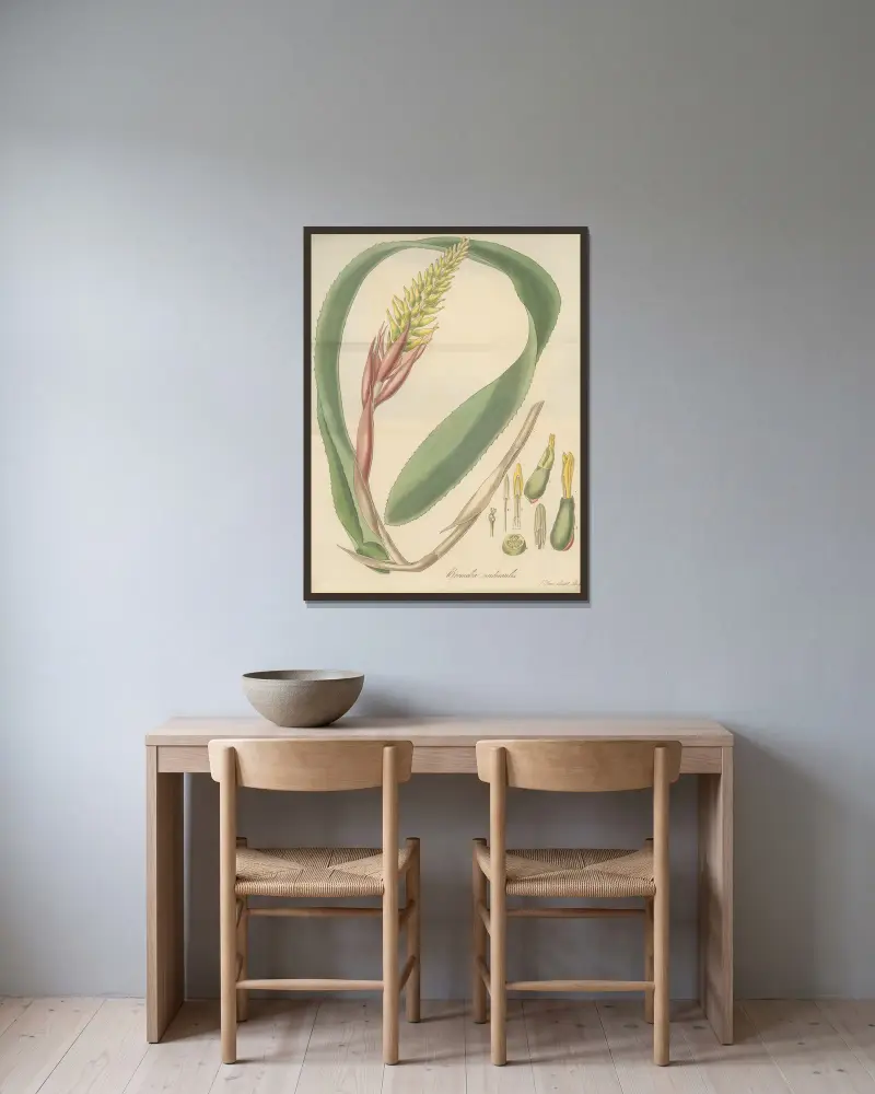 Bromelia nudicaulis von William Jackson Hooker gerahmt an einer Wand