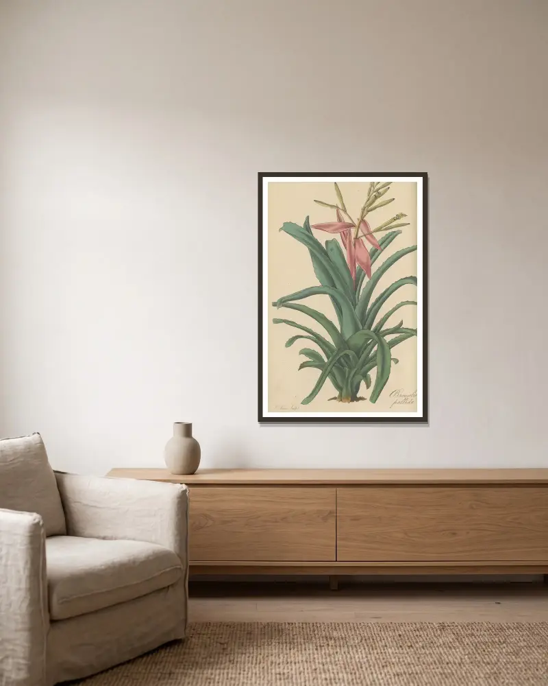 Bromelia pallida, 1823 – Nr. 2 von William Jackson Hooker gerahmt an einer Wand