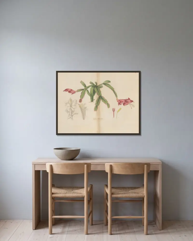 Cactus truncatus von William Jackson Hooker gerahmt an einer Wand