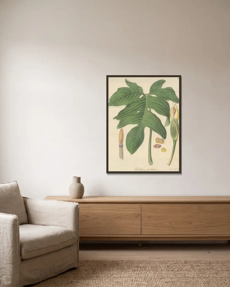 Caladium pedatum von William Jackson Hooker gerahmt an einer Wand