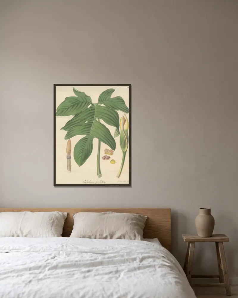 Caladium pedatum von William Jackson Hooker gerahmt an einer Wand