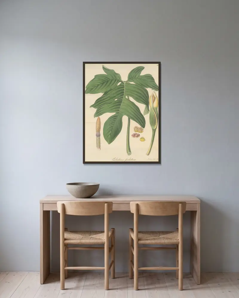 Caladium pedatum von William Jackson Hooker gerahmt an einer Wand