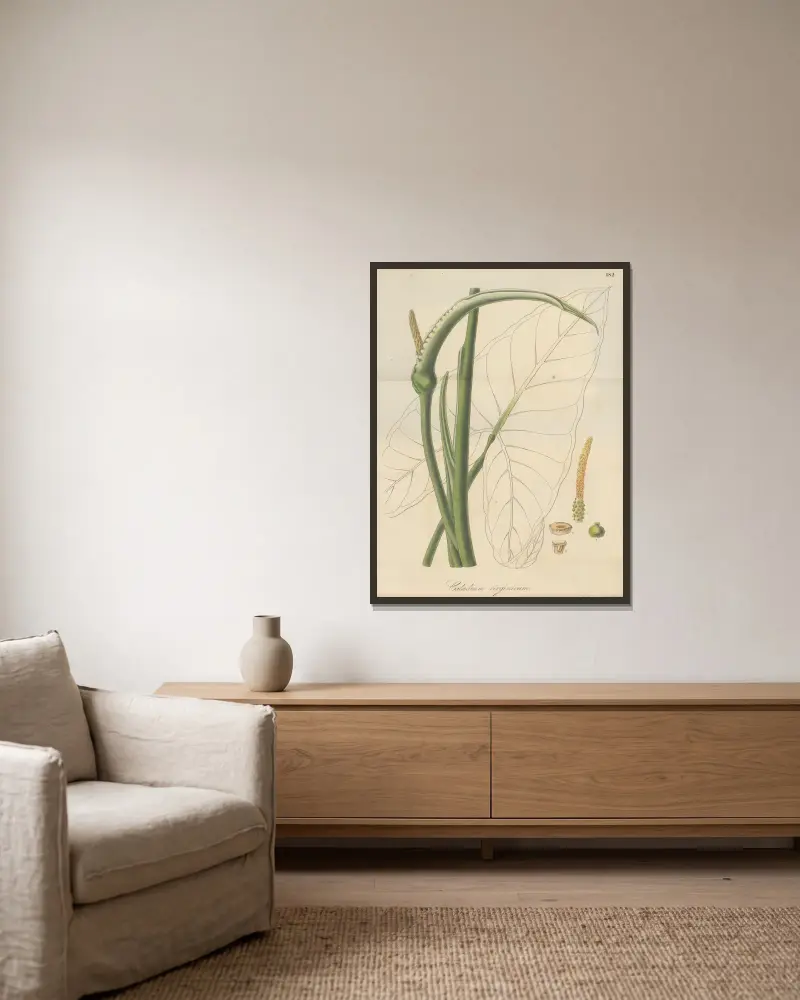Caladium virginicum von William Jackson Hooker gerahmt an einer Wand