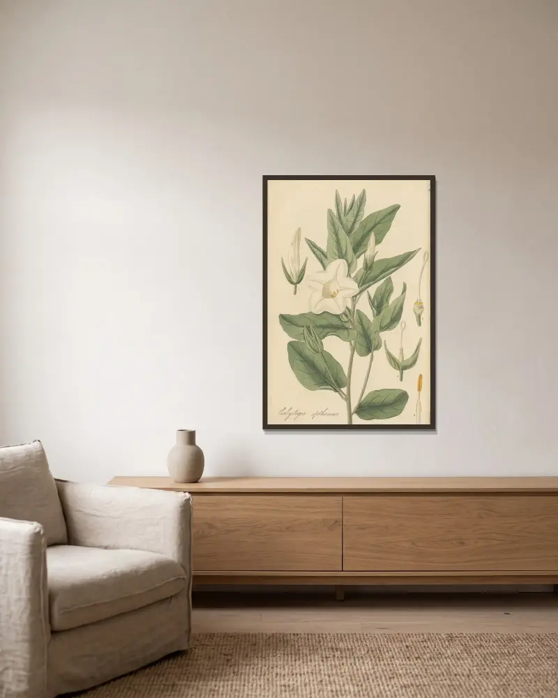 Calystegia spithamaea von William Jackson Hooker gerahmt an einer Wand