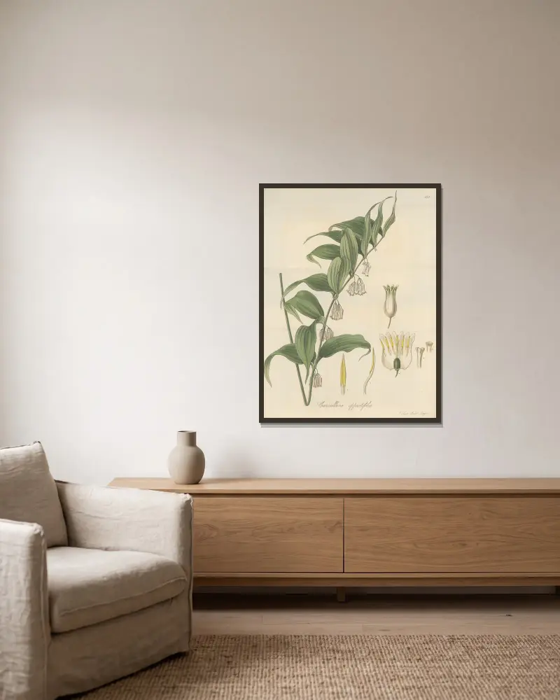 Canvallaria oppositifolia von William Jackson Hooker gerahmt an einer Wand