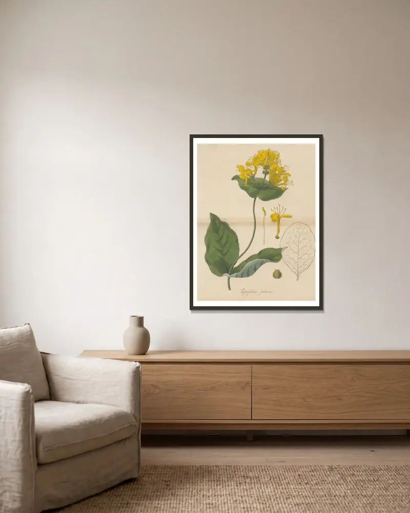 Caprifolium pubescens von William Jackson Hooker gerahmt an einer Wand