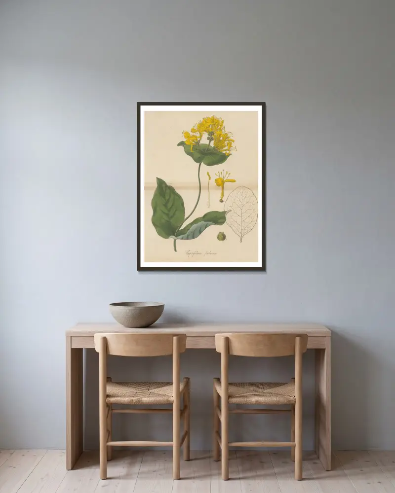 Caprifolium pubescens von William Jackson Hooker gerahmt an einer Wand