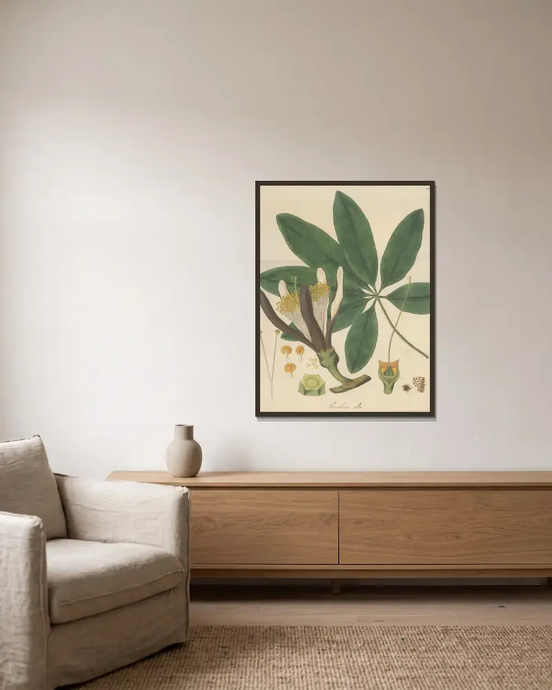 Carolinea alba von William Jackson Hooker gerahmt an einer Wand