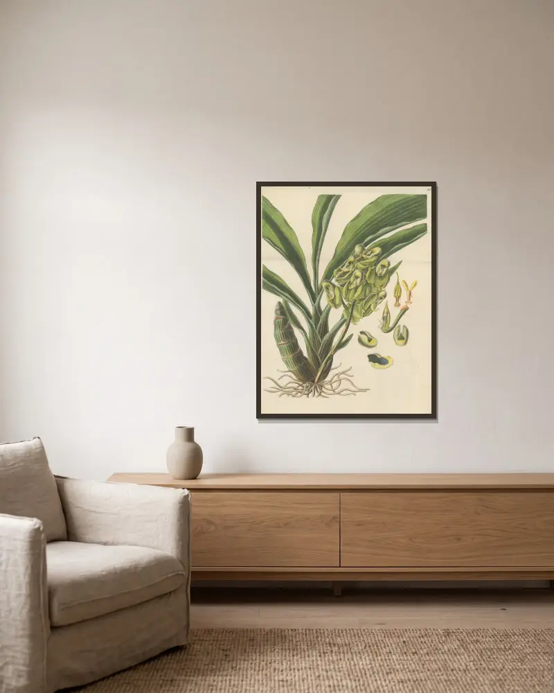 Catasetum semiapertum von William Jackson Hooker gerahmt an einer Wand