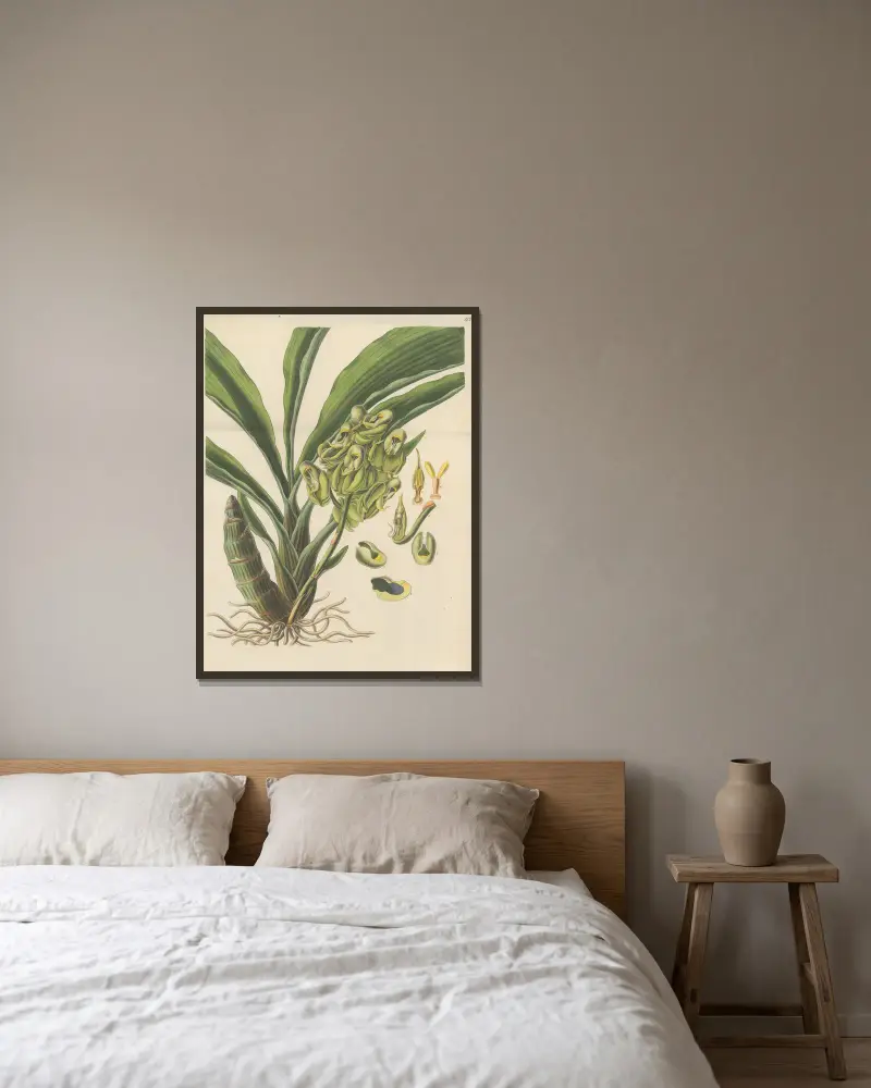 Catasetum semiapertum von William Jackson Hooker gerahmt an einer Wand