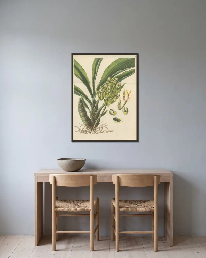 Catasetum semiapertum von William Jackson Hooker gerahmt an einer Wand