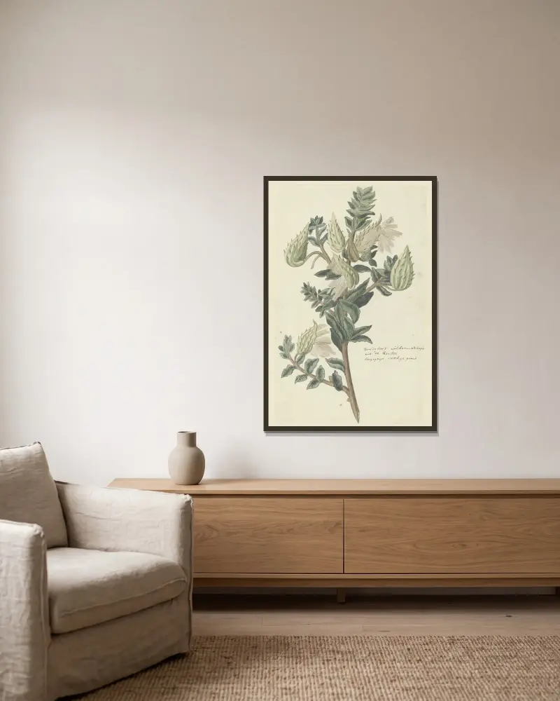 Asclepias cancellata (kapbomull) av Robert Jacob Gordon inramad på en vägg