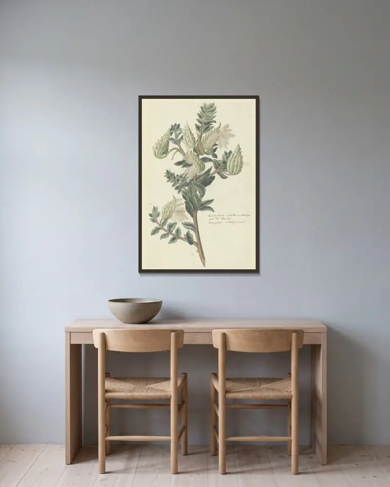 Asclepias cancellata (kapbomull) av Robert Jacob Gordon inramad på en vägg
