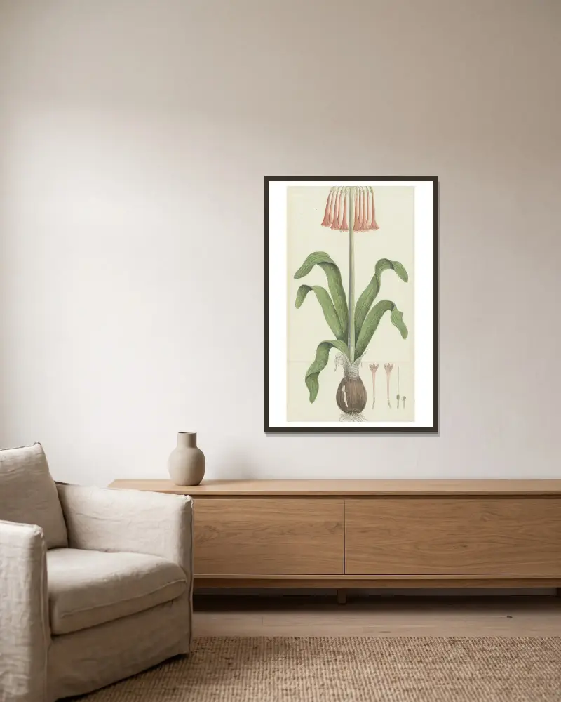 Cyrtanthus carneus Lindl. (Sand-lily) av Robert Jacob Gordon inramad på en vägg
