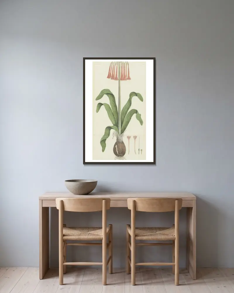 Cyrtanthus carneus Lindl. (Sand-lily) av Robert Jacob Gordon inramad på en vägg