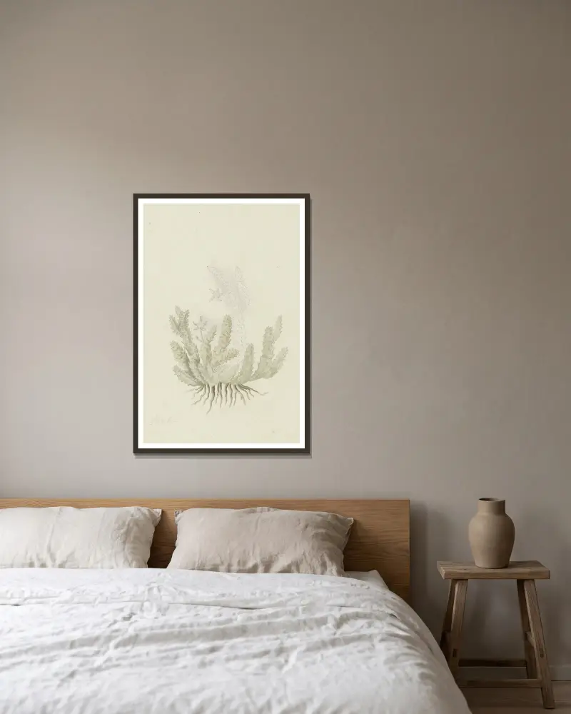 Duvalia caespitosa (Masson) Haw (Milkweed), Robert Jacob Gordon w ramie na ścianie