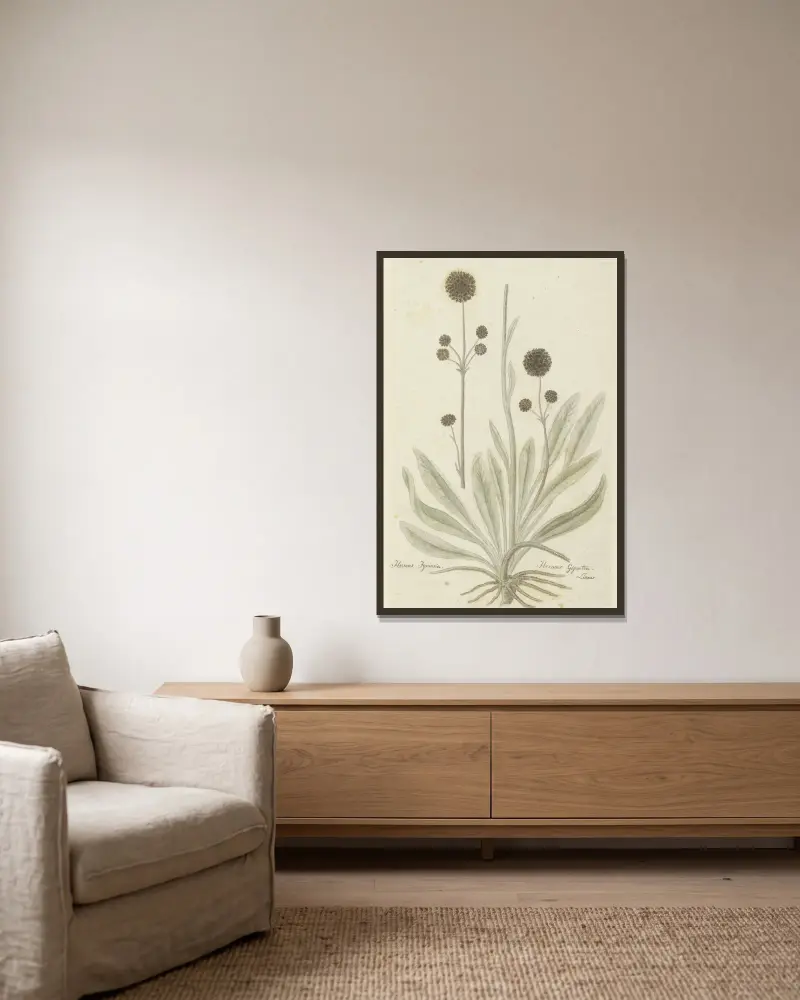 Hermas igniaria oder Hermas gigantea (Tontelblaar) von Robert Jacob Gordon gerahmt an einer Wand