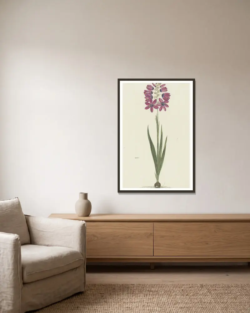 Ixia lutea Eckl. var. ovata., Robert Jacob Gordon v rámu na stěně