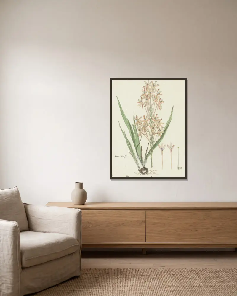 Ixia paniculata D. Delaroche von Robert Jacob Gordon gerahmt an einer Wand
