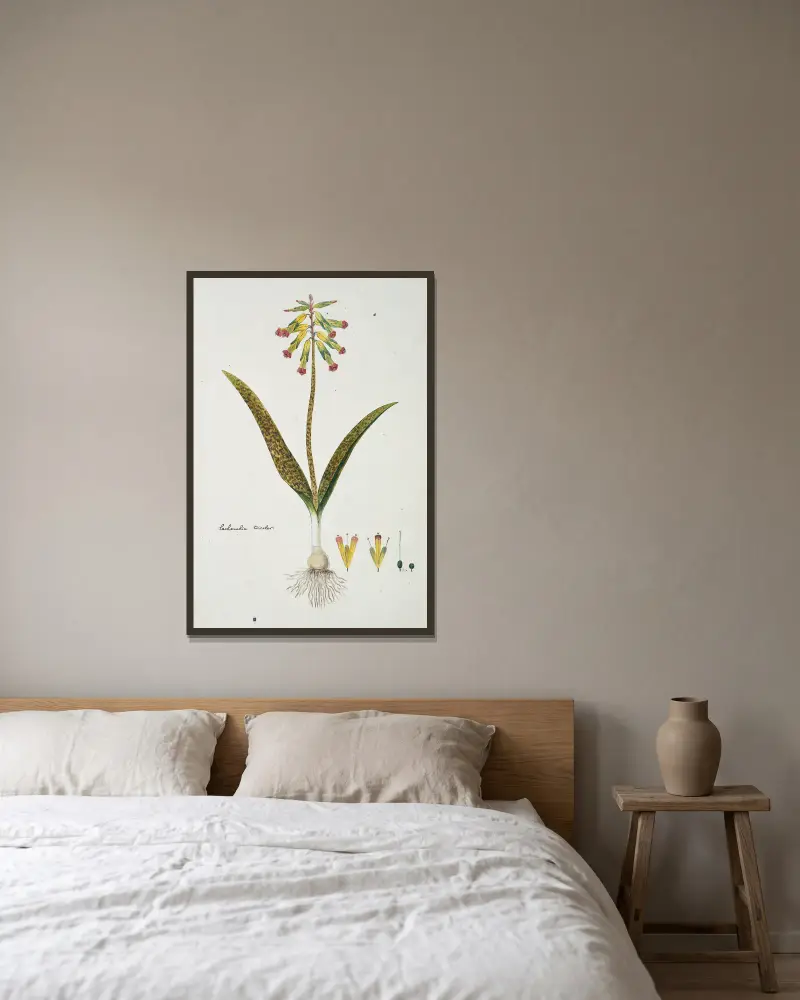 Lachenalia aloides (opalblommor) av Robert Jacob Gordon inramad på en vägg