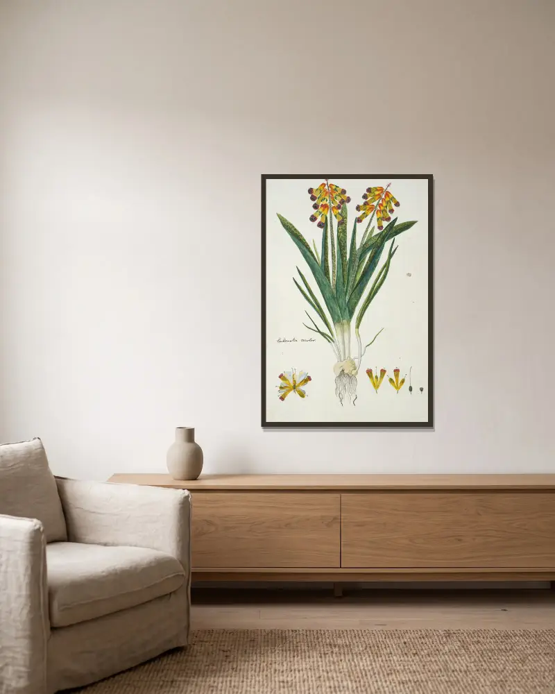 Lachenalia aloides var. quadricolor (opalblomma) av Robert Jacob Gordon inramad på en vägg