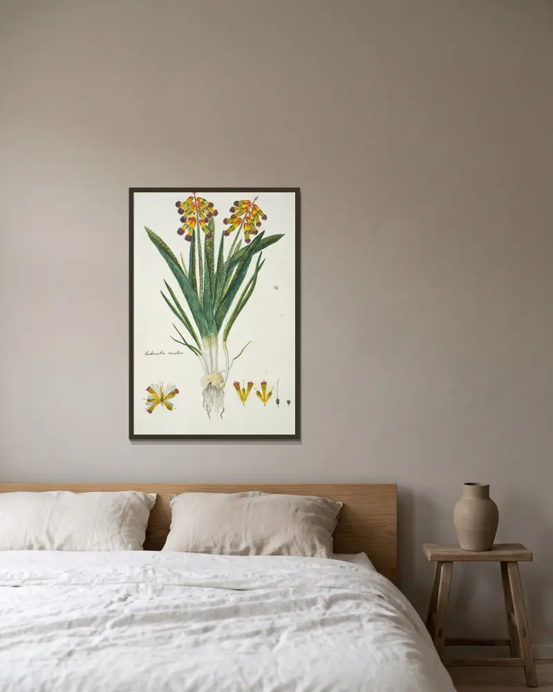 Lachenalia aloides var. quadricolor (opalblomma) av Robert Jacob Gordon inramad på en vägg
