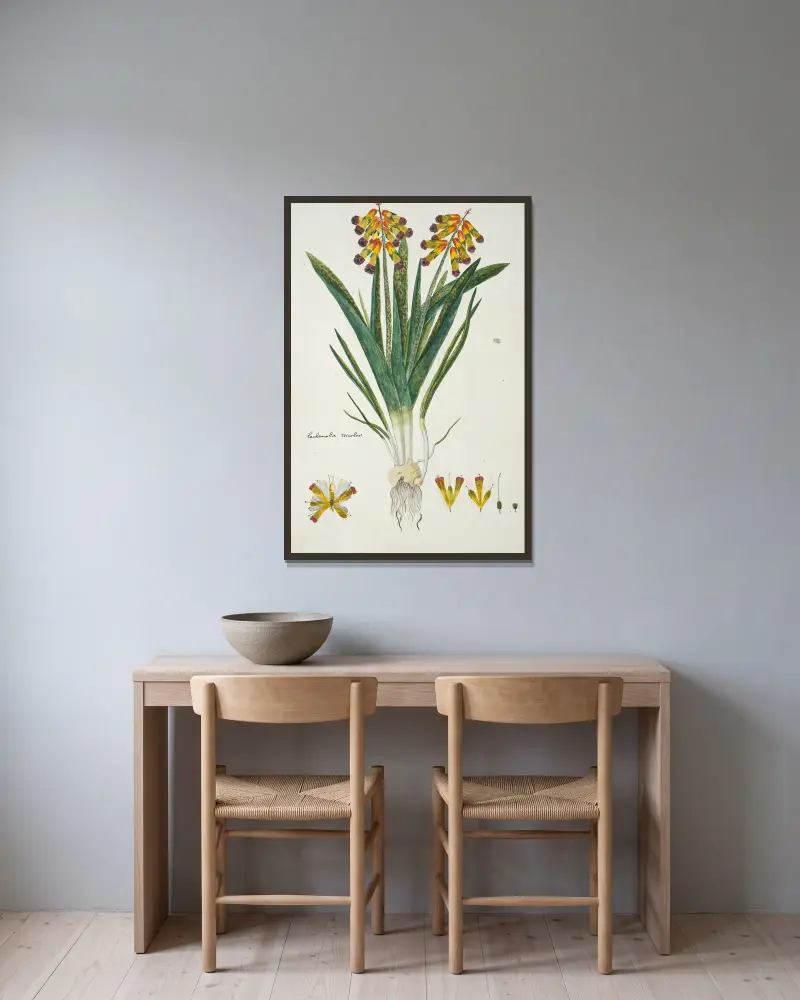Lachenalia aloides var. quadricolor (opalblomma) av Robert Jacob Gordon inramad på en vägg
