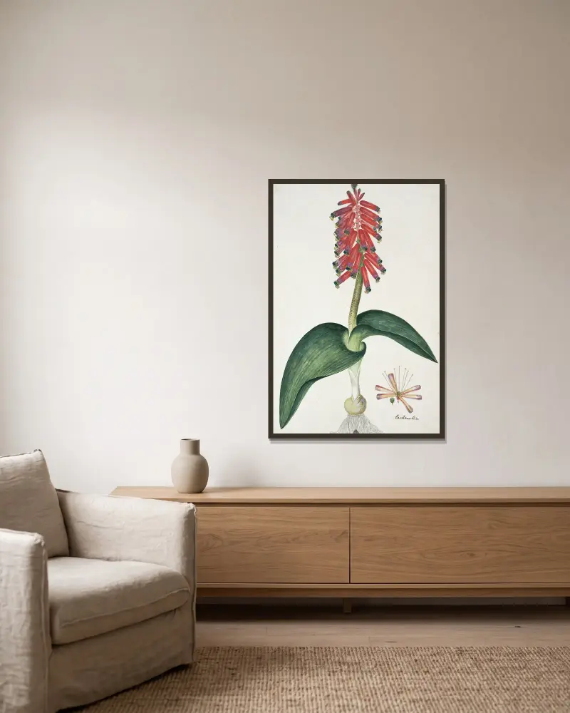 Lachenalia bulbifera (Cirillo) Engl. av Robert Jacob Gordon inramad på en vägg
