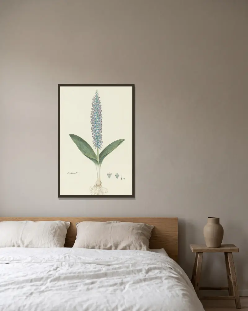 Lachenalia mediana av Robert Jacob Gordon inramad på en vägg