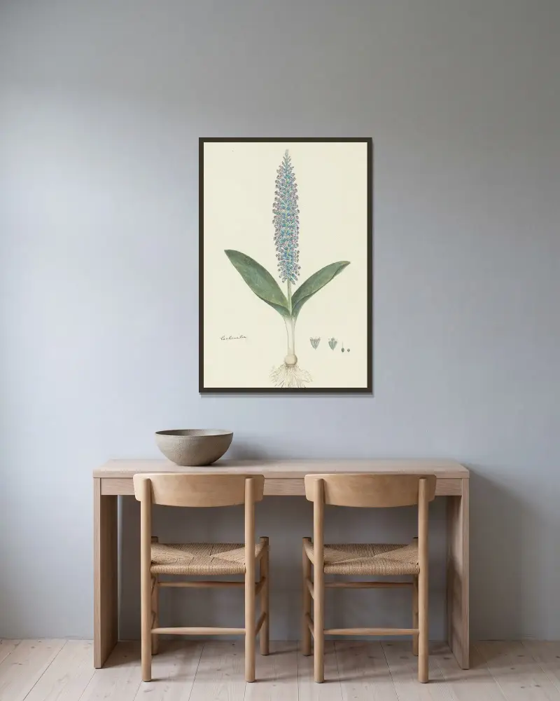 Lachenalia mediana av Robert Jacob Gordon inramad på en vägg