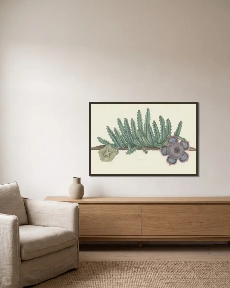 Orbea verrucosa (Masson) L.C. Leach. (Shirsute Stapelia) von Robert Jacob Gordon gerahmt an einer Wand