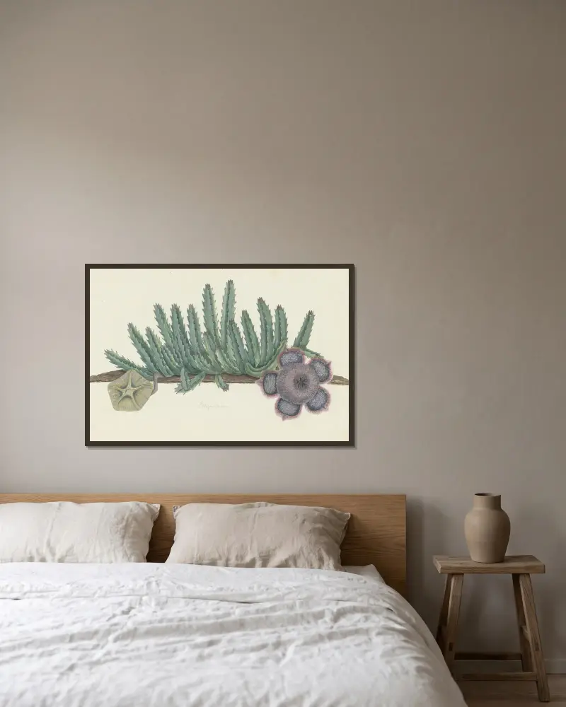 Orbea verrucosa (Masson) L.C. Leach. (Shirsute Stapelia) von Robert Jacob Gordon gerahmt an einer Wand