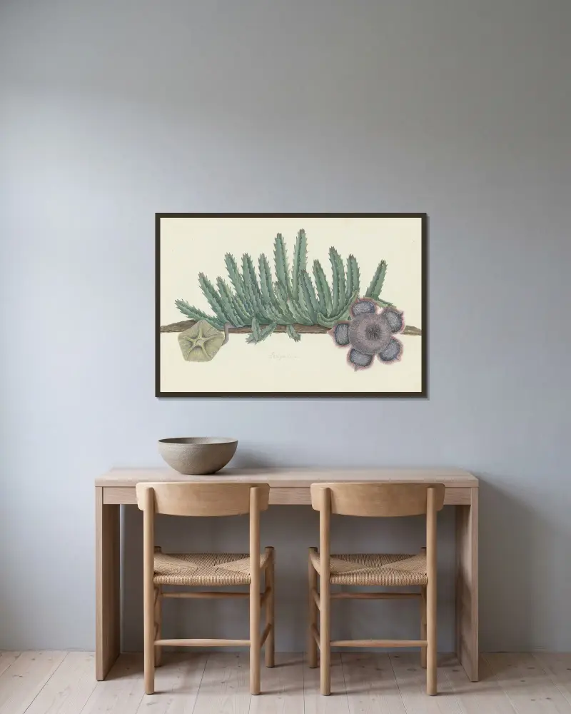 Orbea verrucosa (Masson) L.C. Leach. (Shirsute Stapelia) von Robert Jacob Gordon gerahmt an einer Wand