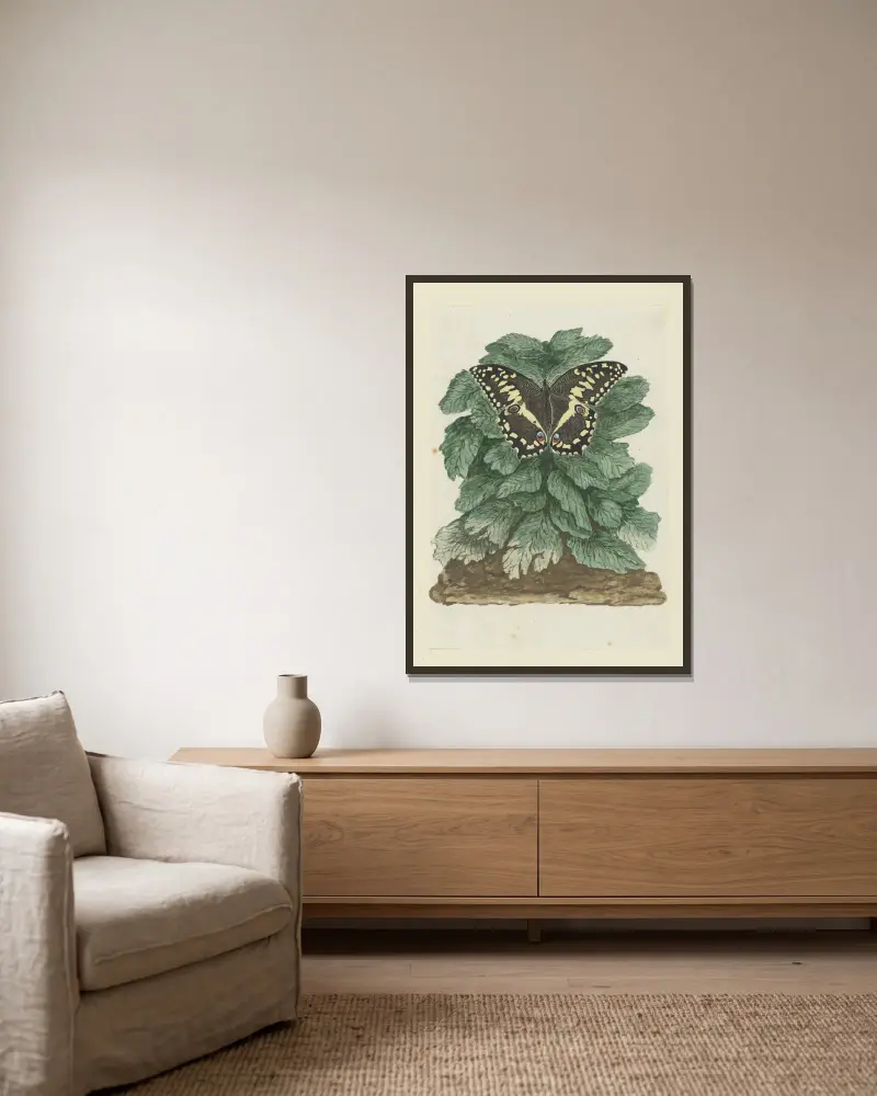 Papilio demodocus (Zitrus- oder Weihnachtsschmetterling) auf einer nicht identifizierten Pflanze von Robert Jacob Gordon gerahmt an einer Wand