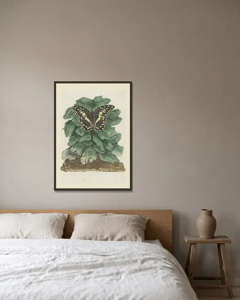 Papilio demodocus (Zitrus- oder Weihnachtsschmetterling) auf einer nicht identifizierten Pflanze von Robert Jacob Gordon gerahmt an einer Wand