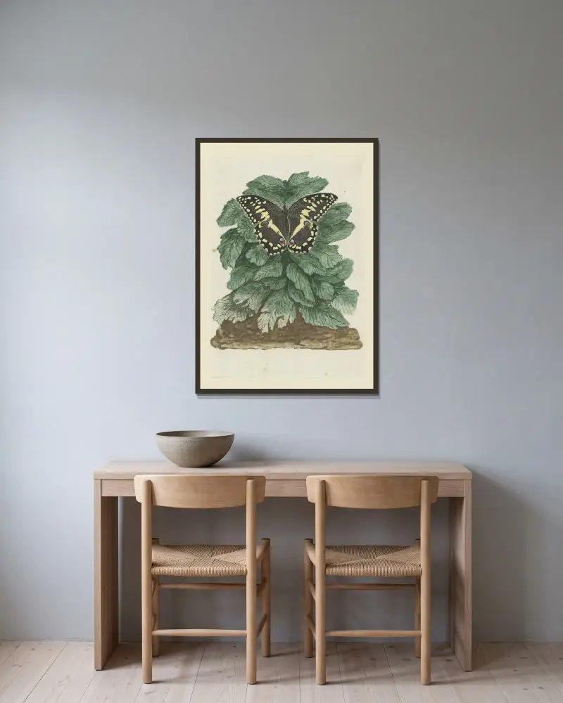 Papilio demodocus (Zitrus- oder Weihnachtsschmetterling) auf einer nicht identifizierten Pflanze von Robert Jacob Gordon gerahmt an einer Wand