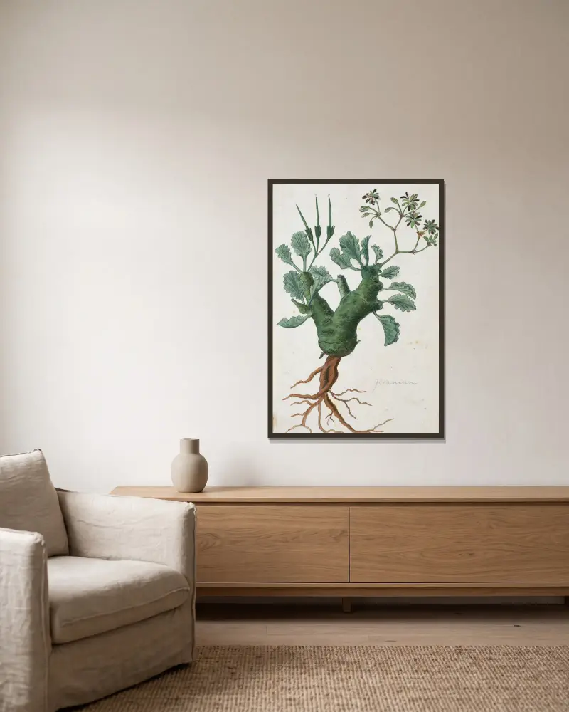 Pelargonium klinghardtense Knuth, Robert Jacob Gordon w ramie na ścianie