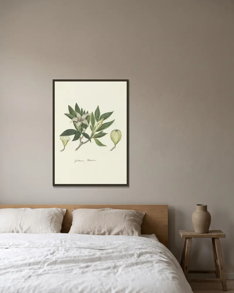 Rothmannia capensis (vild gardenia) av Robert Jacob Gordon inramad på en vägg