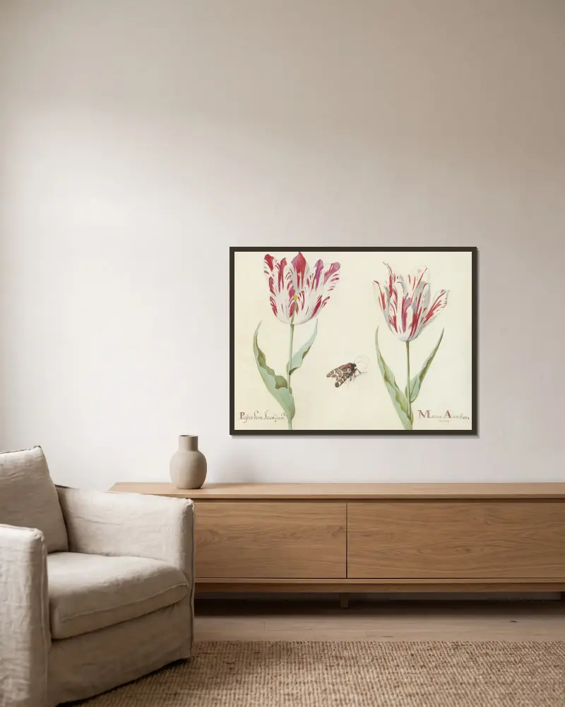 Zwei Tulpen mit Nachtfalter von Jacob Marrel gerahmt an einer Wand