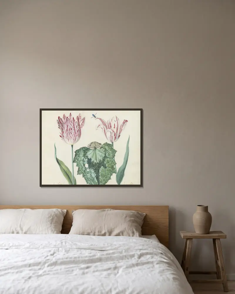 Två tulpaner med snäcka och stort blad, P. Schilter Kamuseta av Jacob Marrel inramad på en vägg
