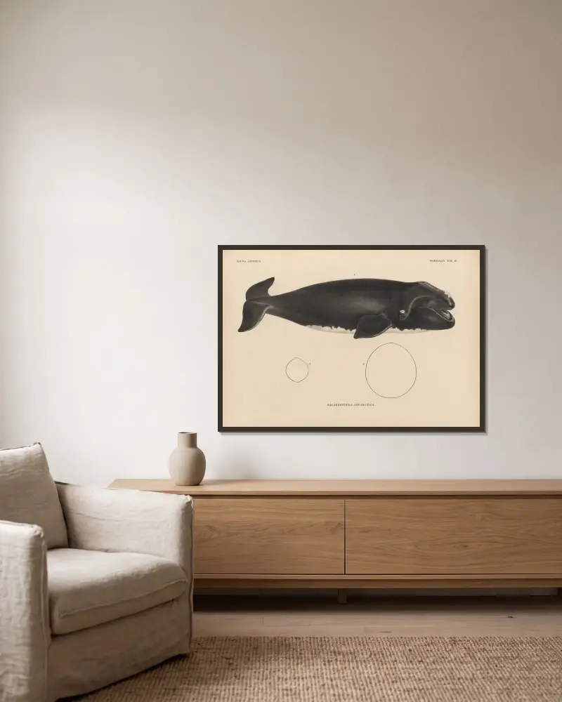 Balaenoptera Antarctica, 1833 – Nr. 2, Coenraad Jacob Temminck v rámu na stěně